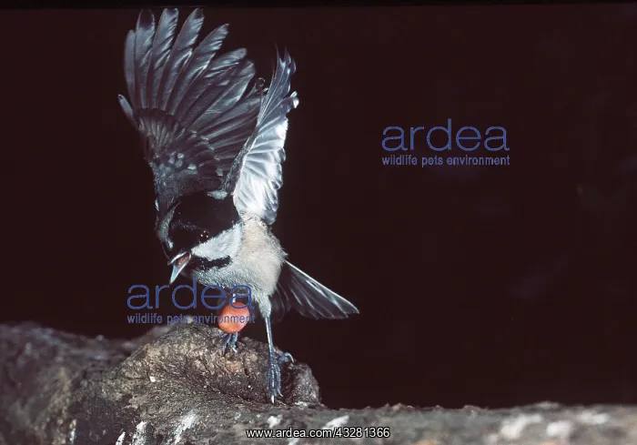 : COAL TIT - Dropping peanut & taking off : COAL TIT - Dropping peanut & taking off