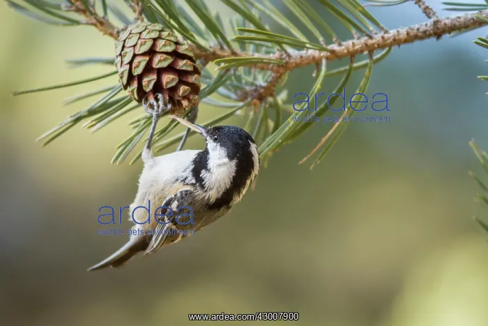 : Coal Tit feeding on a pinecone Mount Abantos, Guadarrama : Coal Tit feeding on a pinecone Mount Abantos, Guadarrama