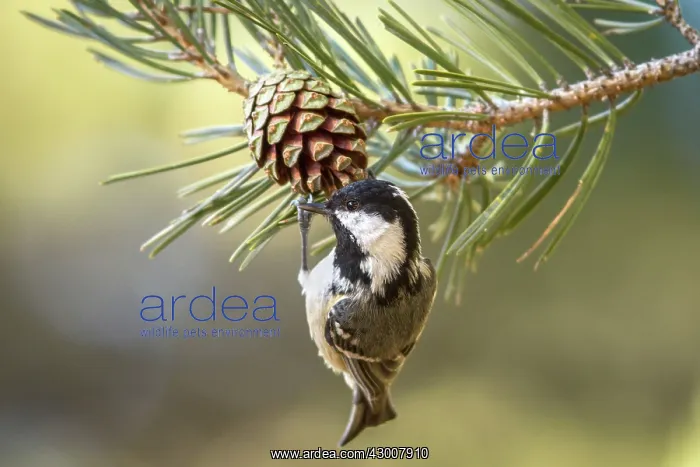 : Coal Tit feeding on a pinecone Mount Abantos, Guadarrama : Coal Tit feeding on a pinecone Mount Abantos, Guadarrama