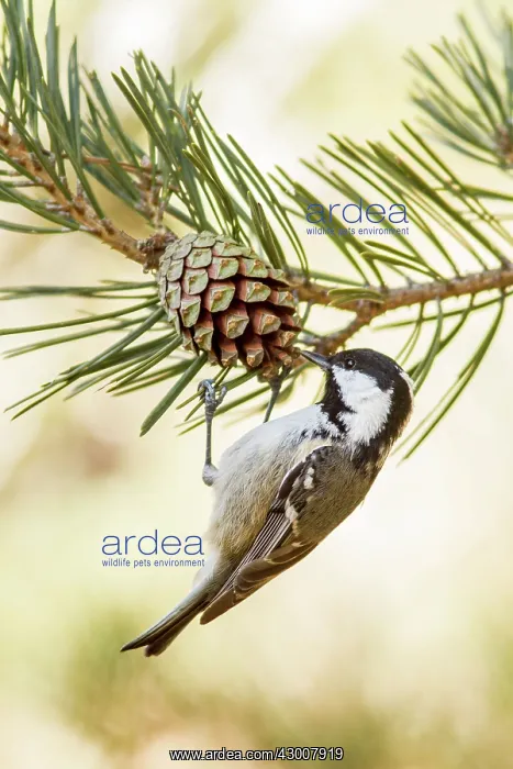 : Coal Tit feeding on a pinecone Mount Abantos, Guadarrama : Coal Tit feeding on a pinecone Mount Abantos, Guadarrama