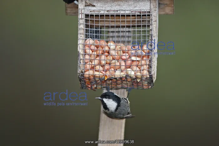 : Coal Tit at the feeding station / bird feeder : Coal Tit at the feeding station / bird feeder
