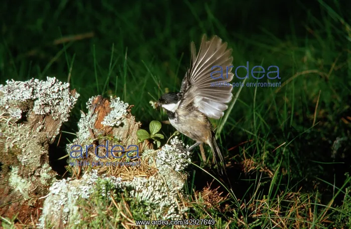 : Coal Tit - with food in beak : Coal Tit - with food in beak