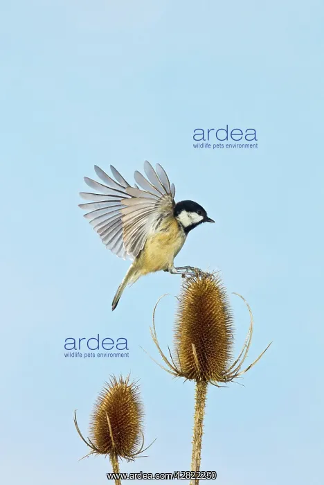 : Coal Tit - landing on Teasel : Coal Tit - landing on Teasel