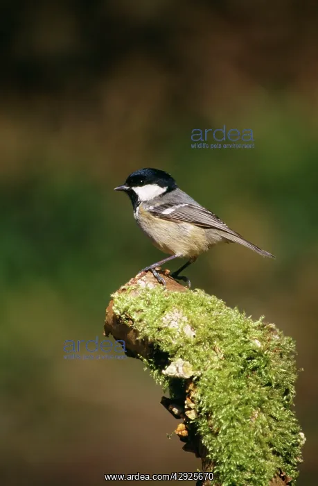 : Coal Tit - on moss covered stump : Coal Tit - on moss covered stump