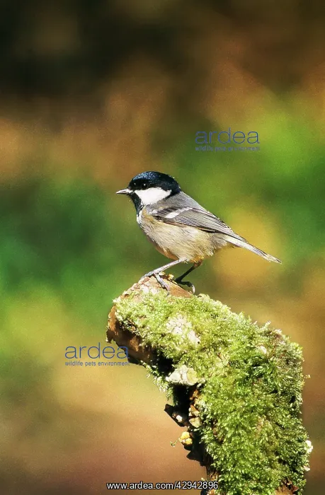 : Coal Tit - on moss covered stump : Coal Tit - on moss covered stump