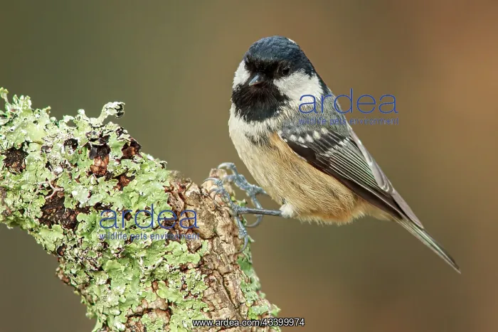 : Coal Tit (Parus ater) - perched on a branch - Galicia : Coal Tit (Parus ater) - perched on a branch - Galicia