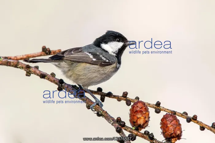 : Coal tit (Parus ater), sitting on the branch of : Coal tit (Parus ater), sitting on the branch of