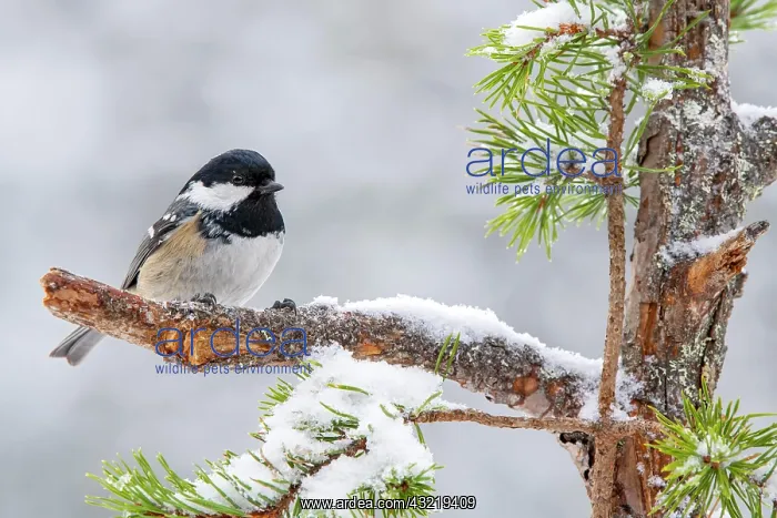 : Coal tit (Parus ater), sitting on a branch, Terfens : Coal tit (Parus ater), sitting on a branch, Terfens
