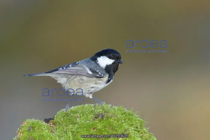 : Coal tit (Parus ater), sitting on moss-covered root : Coal tit (Parus ater), sitting on moss-covered root