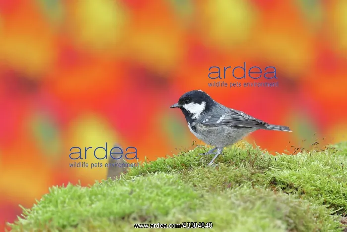 : Coal tit (Parus ater), sitting on a tree root in : Coal tit (Parus ater), sitting on a tree root in