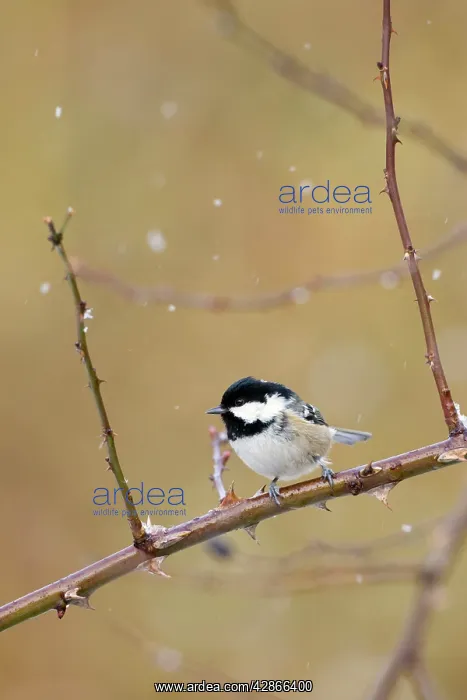 : Coal Tit - Perched on bramble in a snow flurry : Coal Tit - Perched on bramble in a snow flurry