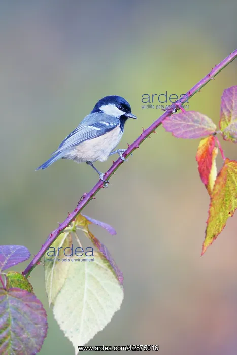 : Coal Tit - Perched on bramble stem showing autumn : Coal Tit - Perched on bramble stem showing autumn