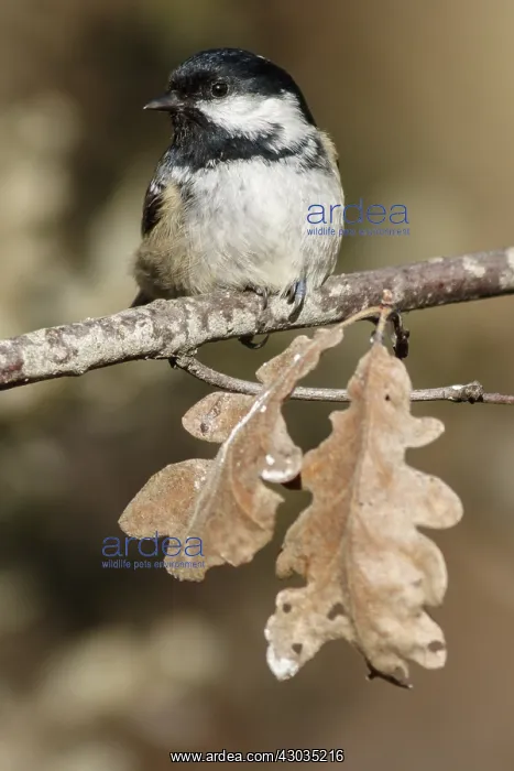 : Coal Tit - perched on a branch - Castile and Leon, Spain : Coal Tit - perched on a branch - Castile and Leon, Spain