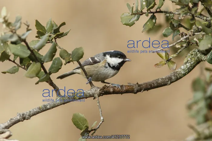 : Coal Tit - perched on a branch - Castile and Leon, Spain : Coal Tit - perched on a branch - Castile and Leon, Spain