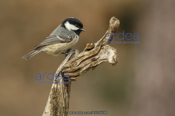 : Coal Tit - perched on a branch - Castilla Leon, Spain : Coal Tit - perched on a branch - Castilla Leon, Spain