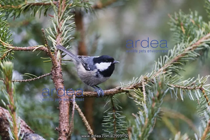 : Coal Tit - perched on fir tree branch, feeding : Coal Tit - perched on fir tree branch, feeding