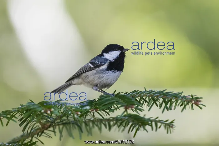 : Coal Tit - perched on fir tree branch, feeding : Coal Tit - perched on fir tree branch, feeding