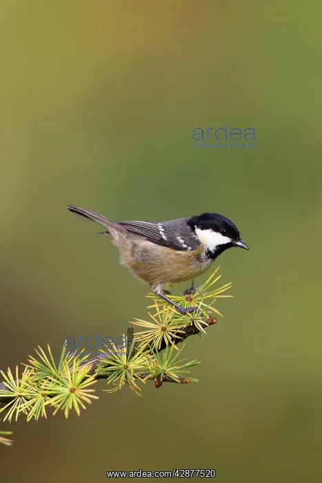 : Coal Tit - Perched on pine cone covered conifer branch : Coal Tit - Perched on pine cone covered conifer branch