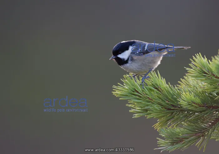 : Coal Tit - perched in pine tree - Winter : Coal Tit - perched in pine tree - Winter