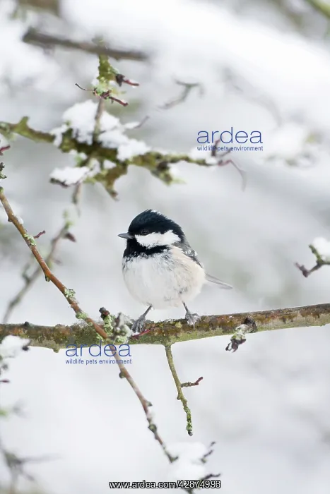 : Coal Tit - Perched in snow : Coal Tit - Perched in snow