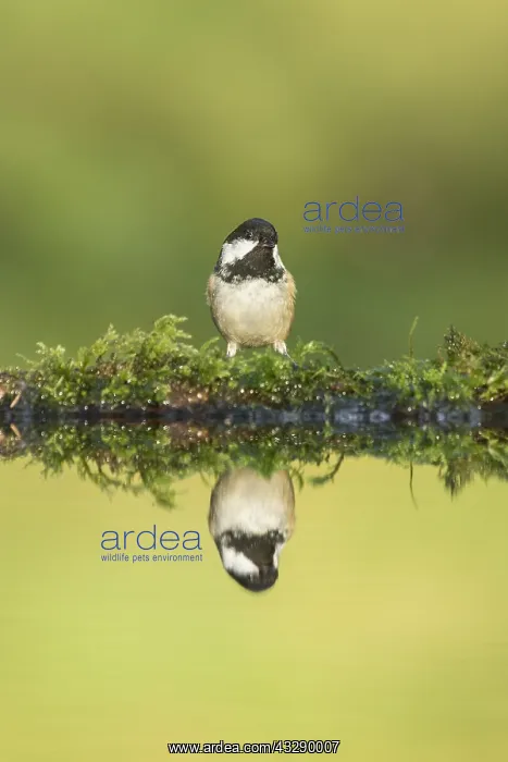 : Coal Tit (Periparus ate) reflected in a pool, S : Coal Tit (Periparus ate) reflected in a pool, S