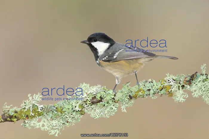 : Coal Tit (Periparus ater) on a branch overgrown : Coal Tit (Periparus ater) on a branch overgrown