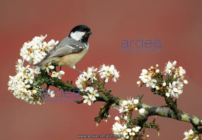 : Coal tit (Periparus ater) perched amongst blackthorn : Coal tit (Periparus ater) perched amongst blackthorn