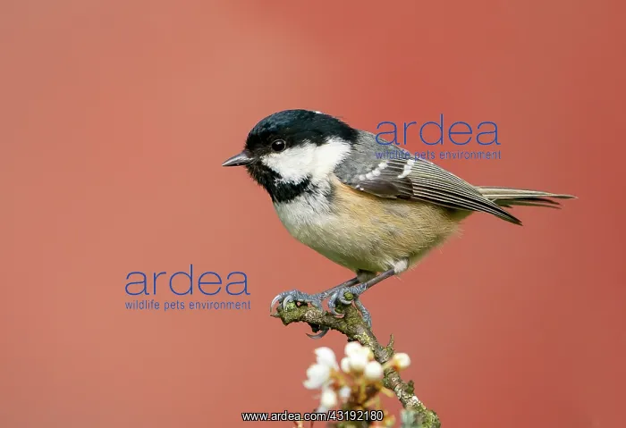 : Coal tit (Periparus ater) perched amongst blackthorn : Coal tit (Periparus ater) perched amongst blackthorn