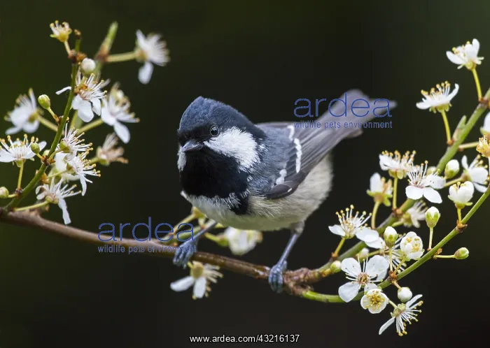 : Coal Tit (Periparus ater) perched on branch of : Coal Tit (Periparus ater) perched on branch of