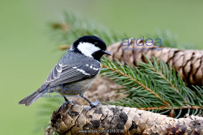 : Coal tit (Periparus ater) on a pine cone, France : Coal tit (Periparus ater) on a pine cone, France