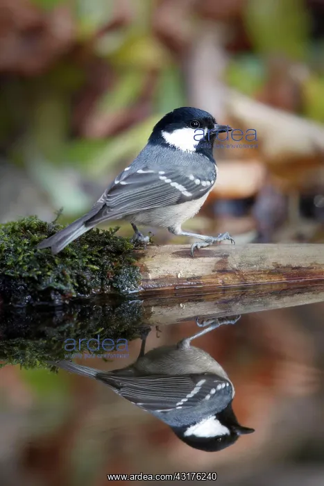 : Coal tit (Periparus ater) reflected in water, Tyrol : Coal tit (Periparus ater) reflected in water, Tyrol