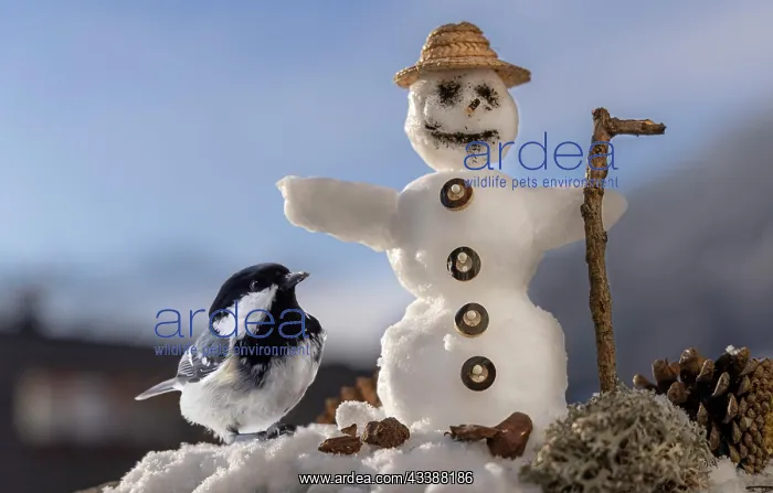 : Coal Tit (Periparus ater) with Snowman : Coal Tit (Periparus ater) with Snowman