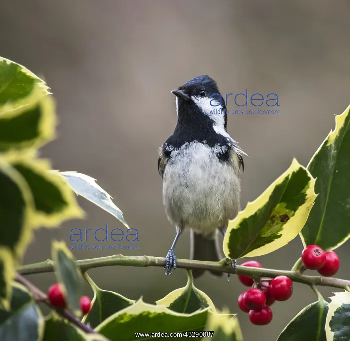 : Coal Tit (Periparus ater) standing in alert pos : Coal Tit (Periparus ater) standing in alert pos