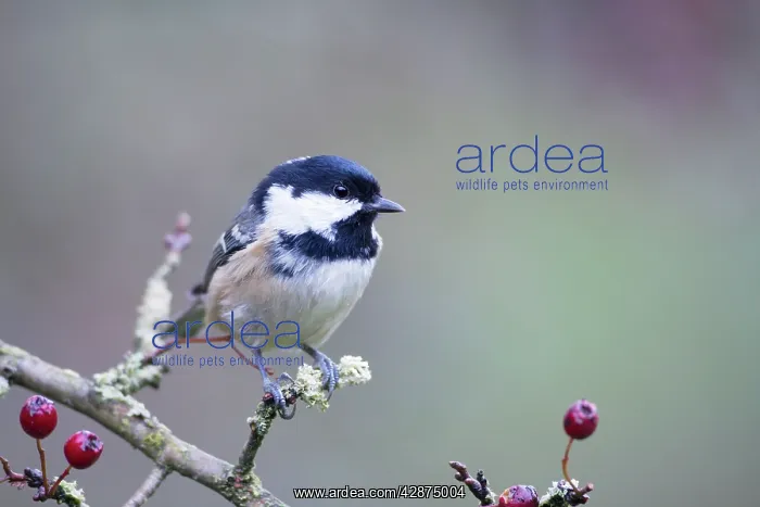 : Coal Tit - Portrait of bird in hawthorn bush : Coal Tit - Portrait of bird in hawthorn bush