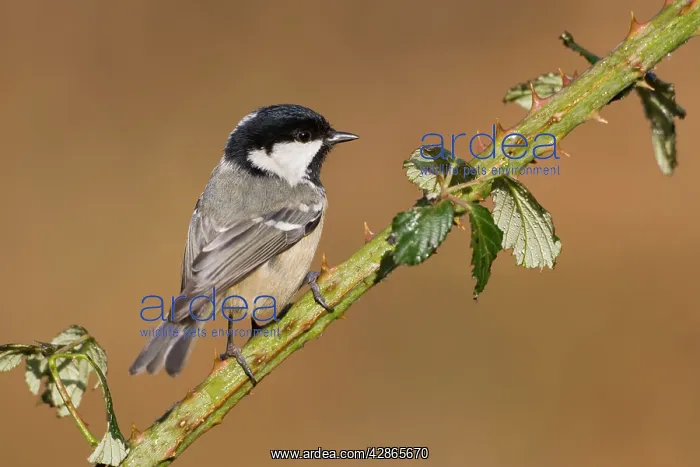 : Coal Tit - Portrait perched on bramble stem : Coal Tit - Portrait perched on bramble stem