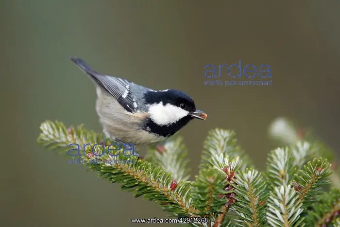 : Coal Tit - searching for food on fir tree : Coal Tit - searching for food on fir tree