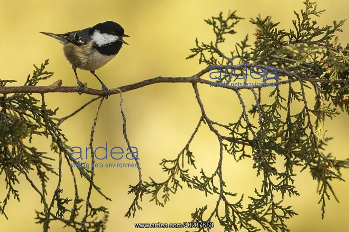 : Coal Tit - singing from a branch - Castilla Leon, Spain : Coal Tit - singing from a branch - Castilla Leon, Spain