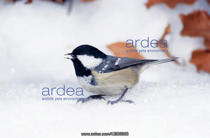  : Coal TIT - In snow on ground in winter