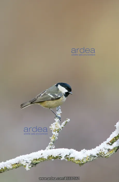 : Coal tit - on snowy branch : Coal tit - on snowy branch