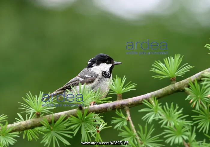 : Coal Tit - On spruce : Coal Tit - On spruce