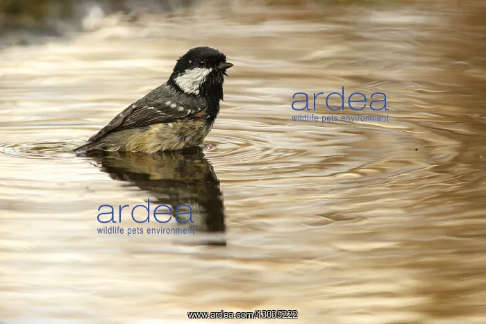 : Coal Tit - taking a bath - Castile and Leon, Spain : Coal Tit - taking a bath - Castile and Leon, Spain