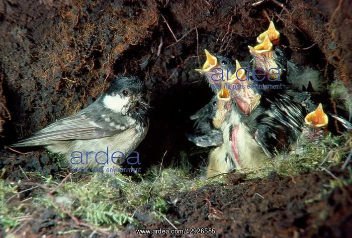 : Coal Tit - taking food to nest for young : Coal Tit - taking food to nest for young