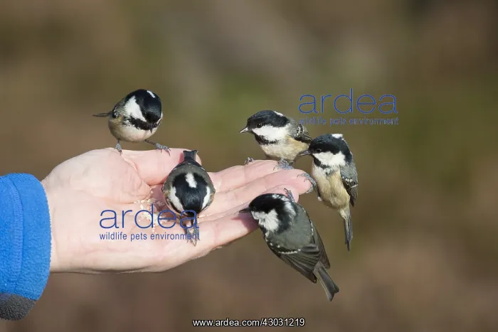  : Coal Tit - tits feeding on a hand of a man -