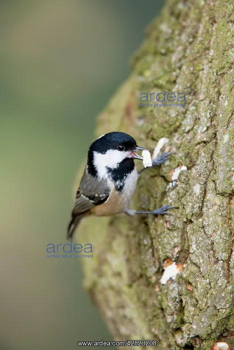 : Coal Tit on Tree Trunk : Coal Tit on Tree Trunk