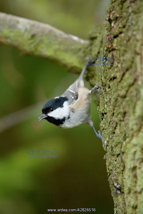 : Coal Tit - on tree trunk : Coal Tit - on tree trunk