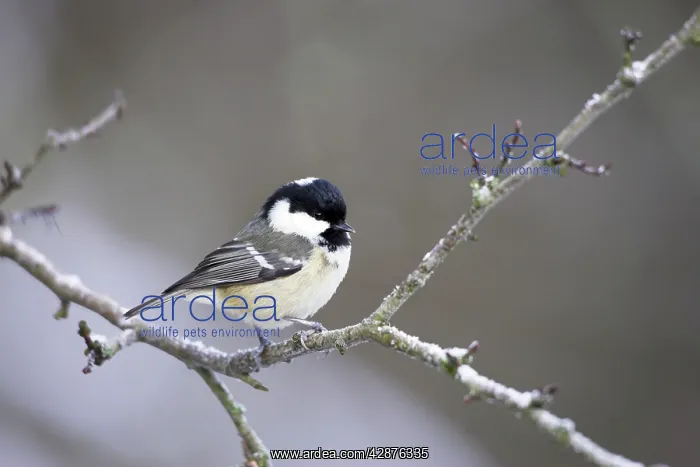 : Coal Tit - in winter : Coal Tit - in winter