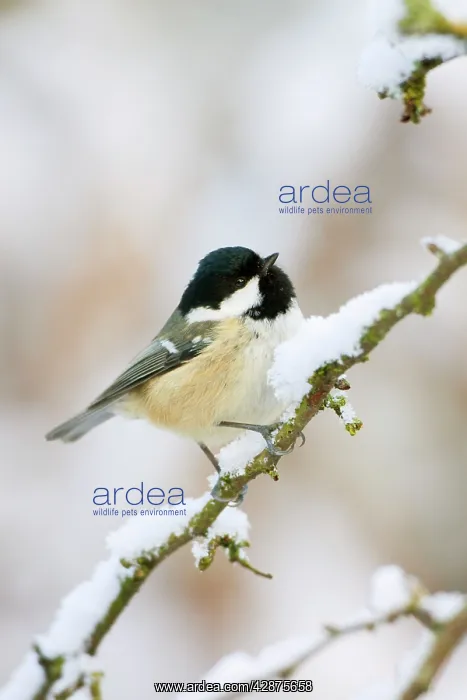 : Coal Tit - In winter on snow covered hawthorne twigs : Coal Tit - In winter on snow covered hawthorne twigs