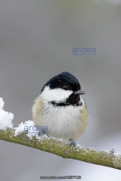 : Coal Tit - in winter on snow covered twig : Coal Tit - in winter on snow covered twig