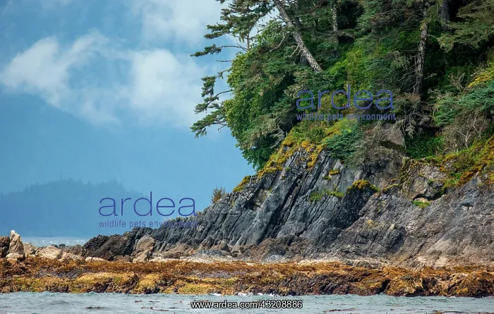  : Detail of the coast of Alaska. Alaska. USA