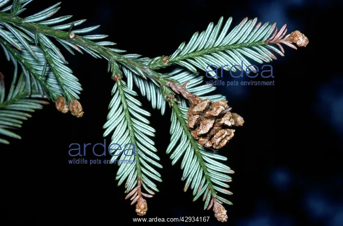 : Coast / Californian REDWOOD - close up of leaves and cone : Coast / Californian REDWOOD - close up of leaves and cone